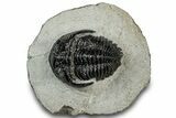 Hollardops Trilobite Fossil - Ofaten, Morocco #311258-3